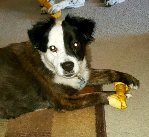 Bindi A Happy, Healthy Recovery